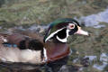 Wood Duck