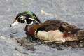 Wood Duck