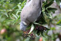 Wood Pigeon