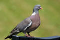 Wood Pigeon