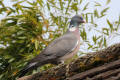 Wood Pigeon