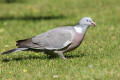 Wood Pigeon