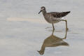 Wood Sandpiper