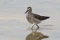 Wood Sandpiper