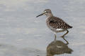 Wood Sandpiper