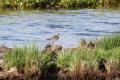 Wood Sandpiper