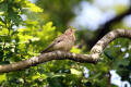 Woodlark