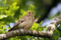 Woodlark