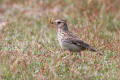 Woodlark