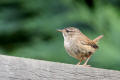 Wren