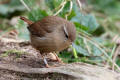 Wren