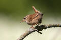 Wren