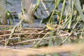 Yellow Wagtail