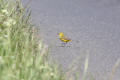 Yellow Wagtail