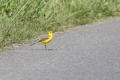 Yellow Wagtail