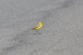 Yellow Wagtail