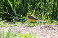 Yellow Wagtail