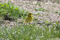 Yellow Wagtail