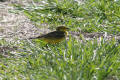 Yellow Wagtail