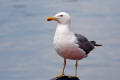 Yellow-legged Gull