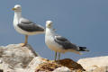 Yellow-legged Gull