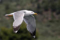 Yellow-legged Gull