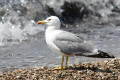 Yellow-legged Gull