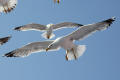 Yellow-legged Gull