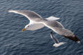 Yellow-legged Gull