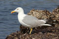 Yellow-legged Gull