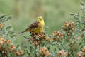 Yellowhammer