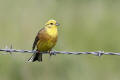 Yellowhammer