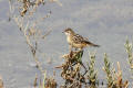 Zitting Cisticola