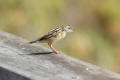 Zitting Cisticola