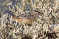 Zitting Cisticola