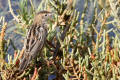 Zitting Cisticola