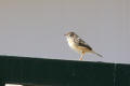 Zitting Cisticola