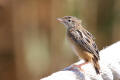 Zitting Cisticola